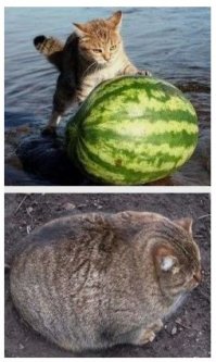 Блогеры отфотошопили "летающего кота", выбежавшего на поле регби