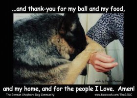 Парень путешествует по США вместе с больной раком собакой