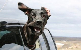 Парень путешествует по США вместе с больной раком собакой