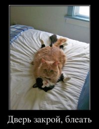 Наглая рыжая морда