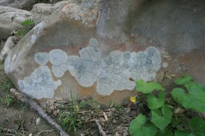 в яремче на реке обнаружил вот эти странные камни,консультировался по поводу возникновения на них подобных рисунков,британские ученые в замешательстве)