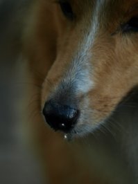 Очень любопытные собаки