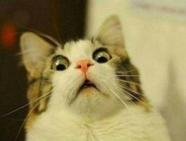 Блогеры отфотошопили "летающего кота", выбежавшего на поле регби