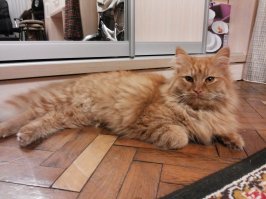 Наш разбойник.