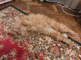 Наш разбойник.