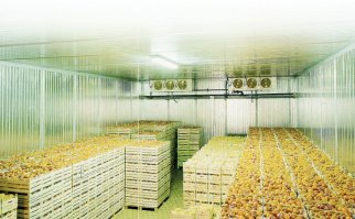 Вы что, рекламу не смотрите? Там же говорят: "Мы БЕРЕЖНО и ТЩАТЕЛЬНО отбираем каждое яблоко" и т.д. А Вы сразу - потрясти. 
"Наиболее часто технология дозаривания плодов с помощью газа этилена в герметичных камерах применяется для томатов и бананов. Подача этилена в автоматизированные камеры дозаривания осуществляется из баллонов или с помощью специальных генераторов этилена. В северных районах по причине короткого лета рекомендуют убирать томаты зелёными и дозаривать плоды с помощью этилена, в герметических камерах, установленных в отапливаемых помещениях. Дозаривание позволяет получать зрелые плоды на месяц раньше, чем при естественном созревании на растениях."
Так что это яблоко из газовой камеры. Вот и весь секрет))))