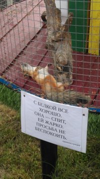 Мышь за стеклом