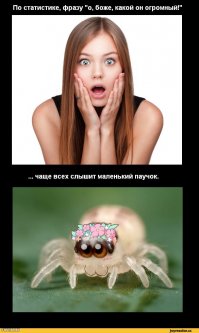 Огромный паук не на шутку перепугал ведущую прогноза погоды