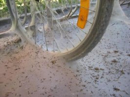 Больше на нашествие шелкопряда похоже...