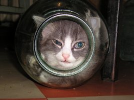 Он считает что ему там удобно, сам залез и сидел около часа.