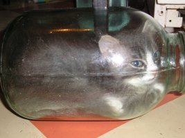 Он считает что ему там удобно, сам залез и сидел около часа.