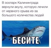 Это были русские со словами "вау дельфины"