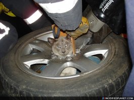 Пожарные спасли жизнь кошки, застрявшей в сливе