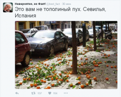 Эти апельсины по кислее лимона будут!!! Их мэрия города собирает и отправляет на завод для приготовления джема.