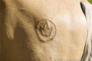 26 замурррчательных татуировок с котиками