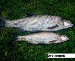 Первая рыбалка на спиннинг в этом году