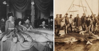 Вот таких осетров как справа мы на севере Енисея ловили. ВерхнеИмбатск, Алинское, Келлог.  Староверы, малые народности севера, мошка, комары размером с дом. :).  Эххххххх. Жалко сейчас туда никак не выбраться .  Жена фиг отпустит в одного. А сами с дочей не хотят комаров кормить заразы. :) Предлагал бартер - их на юга, а я на рыбалку. Не едут без меня. . 
Осетры по 48-67 кг. ведро икры с одного. Стейк в сковородку не влазит. И все это свежепожаренное и засоленное.
 

Для истеричных гринписовцев - ловили по квотам от совхоза. Себе только на поесть оставляли. 
 :) Ну и две трехлитровых банки нам в дорогу премировали.