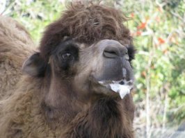 Быдло на Ауди которое плюется 