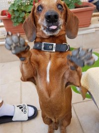 За такс всегда плюс))Вот мой попрошайка)))