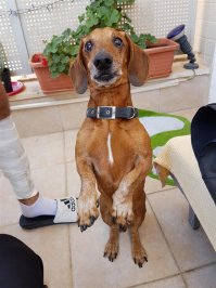 За такс всегда плюс))Вот мой попрошайка)))