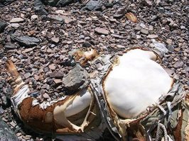 А я верю, что первым был Джордж Герберт Ли Мэ́ллори. 300 метров до вершины оставалось! Хиллари, конечно, тоже великий мужик.