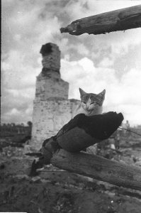 16 августа 1943 года. Город Жиздра полностью разрушен. Из живых обитателей фотографу Михаилу Савину удалось найти только кота с простреленным ухом.