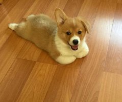 Эти метисы корги растопят ваше сердце!