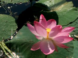 А так же ходит байка, что завёз лотос местный сельский учитель.