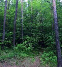 на самом деле,без обработки айфонамана фотает вот так