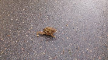 Был у меня когда то SonyEricsson LТ18i и фоткал ничуть не хуже. Зачем платить больше?