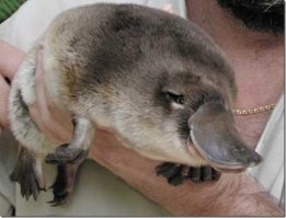 Корги + утка