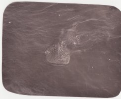 Встречал сие чудо в 1980 г. будучи в Индийском океане...даже фото сохранилось!