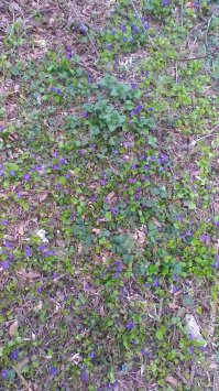 у  меня  рядом  с  домом   целая  поляна  фиалок  !!! И,  слава  Богу  ,  они  очень   хорошо  себя  чувствуют  .  Цветут   несколько  раз  в  году.  Обычно   когда  осенью  бывает  потепление  они  сразу  расцветают.  не   можно  конечно  ,  но  несколько  цветочков  всегда  появляется,  а  уж  весной  -   сплошная  поляна    цветов  и  даже  дворники   с  граблями  им  не  страшны  !!!  Цветут   во  всю  !!!