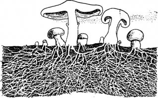 Для истерящих внизу, которые слышали звон, но до сих пор не удосужились понять, что такое грибница и нужно ли гриб срезать или рвать с корнем. Публикую наглядную картинку, а дальше сами думайте повлияет ли на грибницу вырывание гриба с корнем или нет: