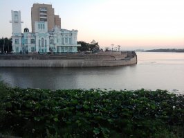 у нас в Астрахани дикие лотосы прямо на центральной набережной Волги можно увидеть