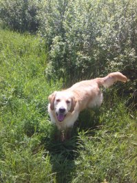 длинношёрстый. мой голден ретривер. пацан. на фото мес. примерно 8.готов всех в округе зализать, особенно детей, а соседские вечно его провоцируют, зная его слабость к броску любой ветки. а он только и рад подхватить и принести)