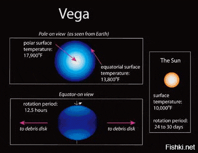 Ошибочка однако... У полюсов сплюснутых звёзд яркость выше, чем у экваториальных зон! Вот фото Альтаира и Веги, которую мы видим с полюса: