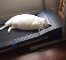 Если бы я был котом