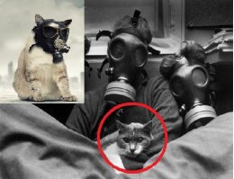 А для кошака!?