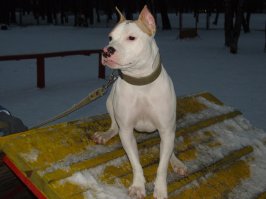 Питбуль весом 80 кг