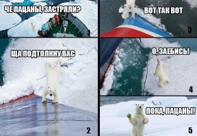 Взволнованный медведь 