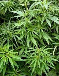 Мы не коты чтобы валерьянку лакать! ;)