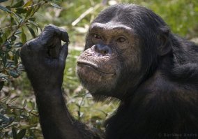 Настоящий доктор Дулиттл: ученый играет с медведями, енотами и китами