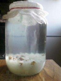 Да,полезная штучка. А у меня Тибетский морской рис. Очень полезно и очень вкусно. Добавлю чуть информации кому интересно.
риса Индийский морской рис, рисовый гриб, морской гриб, индийский гриб, китайский гриб, японский гриб, китайский морской гриб, индийский рис, живой рис – вот неполный список наименований одного и того же микроорганизма, который не одно столетие активно применяется в народной медицине для врачевания многих заболеваний. Хотя в народе как морской рис, так и его известных сородичей – тибетский молочный гриб и чайный гриб – принято относить к грибам, на самом деле они являются зооглеями – особыми слизистыми образованиями, которые возникают при склеивании некоторых видов бактерий, например, пленка, образующаяся при сбраживании вина, уксуса или пива. По сравнению с тибетским и чайным грибом, индийский морской рис считается самым древним и самым целебным, за что его величают «живым лекарством». Оглавление: Видео-инструктаж по уходу за «живым» напитком Индийский морской рис и его полезные свойства Приготовление и применение целебного напитка Как приготовить «живой» квас Правила употребления оздоравливающего средства 5 комментариев Видео-инструктаж по уходу за «живым» напитком По своему внешнему виду «хлопья» морского риса напоминают разваренные рисовые зернышки 2-5 ммв диаметре, прозрачные льдинки или «нечто вроде лягушачьей икры, только цвету белого». По-видимому, именно внешним сходством с рисом морской «гриб» и обязан своим названием. Правда, в отличие от обычного риса, морской рис не едят, а пьют в виде напитка, который напоминает по вкусу слегка газированный квас. Интересно, что в зависимости от того, чем «кормят гриб», квас может приобретать различные оттенки вкуса. к оглавлению ↑ Индийский морской рис и его полезные свойства Настой морского риса своим ощутимым терапевтическим эффектом обязан содержанию огромного количества полезных и незаменимых для организма веществ. В результате брожения «рисовый» настой приобретает сложный химический состав с уникальным комплексом полезных соединений: глюкуроновая, п-кумаровая и хлорогеновая кислоты, несколько видов дрожжеподобных микроорганизмов и грибков, витамины С и D, дубильные вещества, ускоряющие и стимулирующие течение биохимических реакций в организме ферменты (липаза, амилаза, протеаза), коэнзим Q10 (мощный антиоксидант), полисахариды, альдегиды, глюкозиды, алкалоиды, несколько видов уксуснокислых бактерий, жироподобные вещества, органические кислоты. Это одновременно и «живой» продукт, и лекарство, лечебные свойства которого подтверждены многочисленными научными исследованиями. Индийский морской рис выводит из организма яды и токсины, нормализует обмен веществ и восстанавливает работу внутренних органов. Регулярный прием настоя индийского риса способствует выведению из организма солей и шлаков, а также песка и камней из желчного пузыря и почек. Нормализует артериальное давление. Замедляет развитие онкологических заболеваний. Укрепляет сердечную мышцу. Укрепляет и восстанавливает нервную систему. За счет комплексного внешнего и внутреннего применения благотворно влияет на организм при артрите, радикулите и ревматизме. При воспалительных заболеваниях дыхательных путей может заменять антибиотики. Очищает слизистую оболочку ЖКТ и нормализует кислотность желудка. Снимает усталость, улучшает самочувствие и настроение, повышает выносливость и работоспособность. Является прекрасным природным средством для снижения веса, поскольку содержит ферменты, способствующие активному расщеплению и выведению жиров из организма. Живой рис не только повышает общий тонус организма, но и улучшает половые функции у мужчин, и у женщин. Настой морского риса – превосходное натуральное средство для ухода за кожей и волосами. Он прекрасно тонизирует и освежает кожу, способствует разглаживанию мелких морщинок, обладает легким подтягивающим действием, одновременно оказывает косметический и лечебный эффект. Настой индийского риса очень деликатно и мягко очищает кожу, восстанавливая ее естественный кислотно-щелочной баланс. Ополаскивание волос настоем морского риса укрепляет их и возвращает им естественный здоровый блеск.