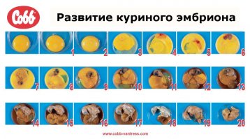 5 свойств куриного яйца о которых вы не знали