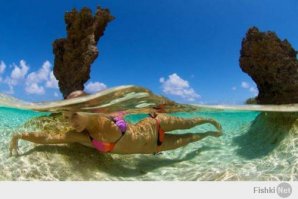 Дайвер из Флориды обнаружил самую большую белую акулу в мире