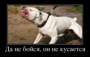 Питбуль весом 80 кг