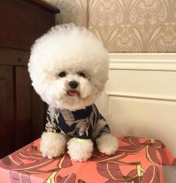 Иллюстратор создает милые и забавные "мультяшные" портреты домашних животных