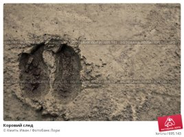 А мне показалось, что след копыта!!!