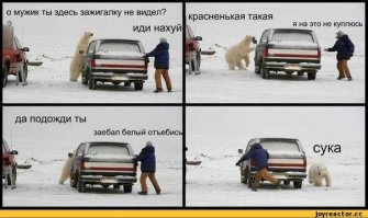 Взволнованный медведь 